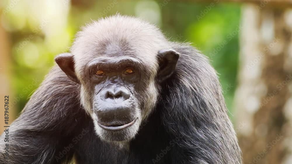 Adorable Chimpanzee Poses for the Camera Adorable Chimpanzee Poses for the Camera