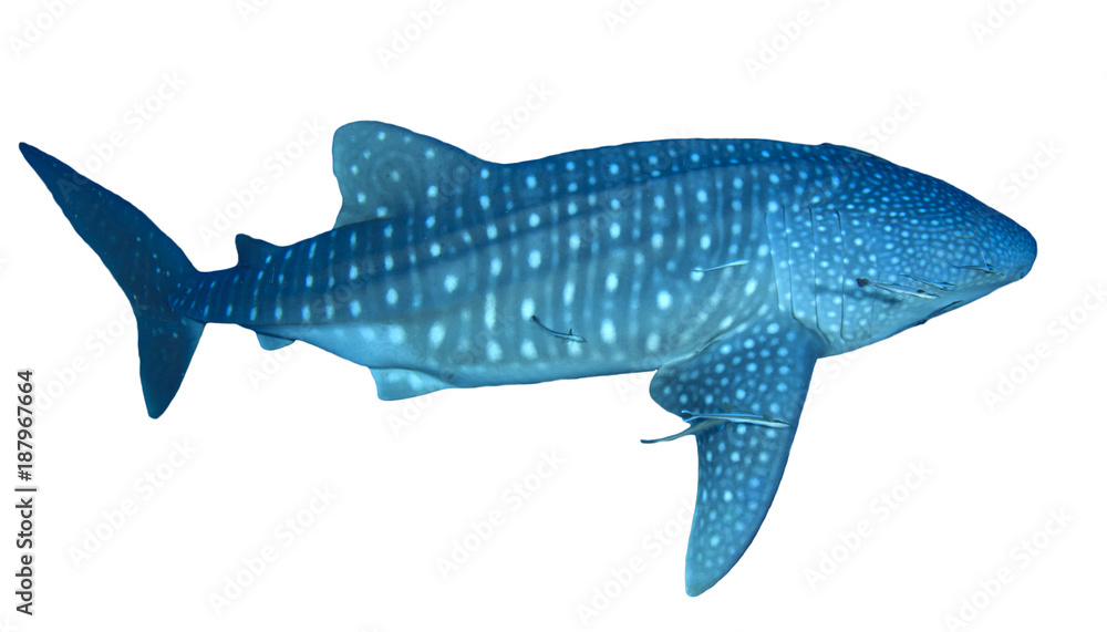 Obraz premium Whale Shark isolated white background