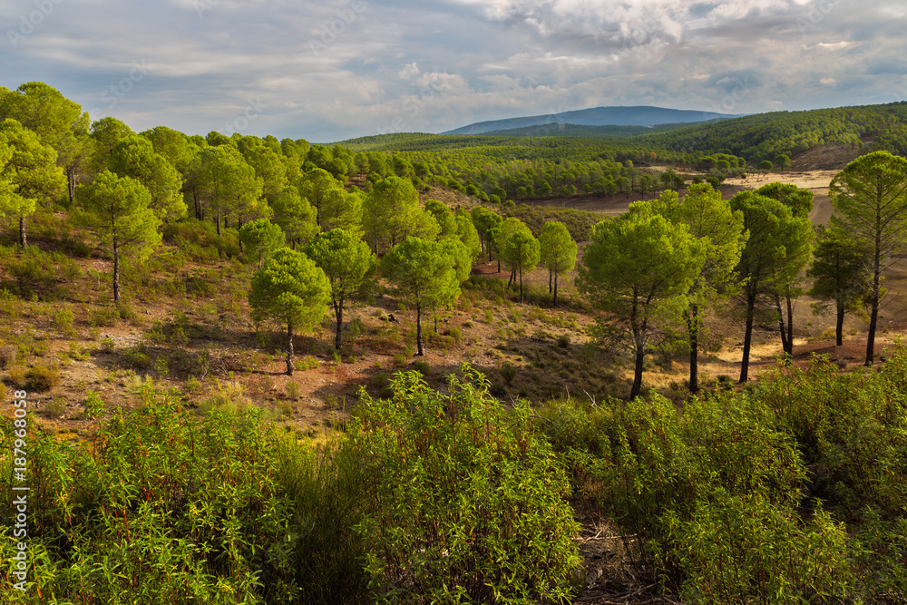 Landscape in pine forests near Granadilla. Extremadura. Spain