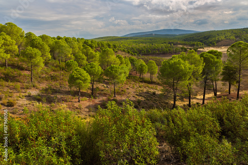 Landscape in pine forests near Granadilla. Extremadura. Spain