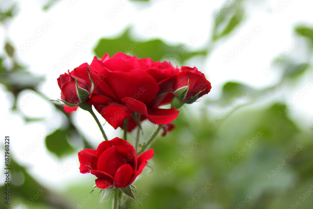 Valentine's Day, red roses, March 8, greeting card with flowers on holiday, natural background, declaration of love, red flowers in pop art style, minimalism Valentine's Day, red roses, March 8, greeting card with flowers on holiday, natural background, declaration of love, red flowers in pop art style, minimalism