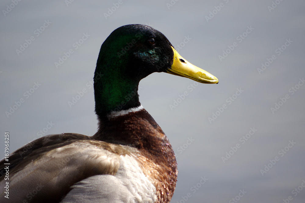 Fototapeta premium canard colvert 