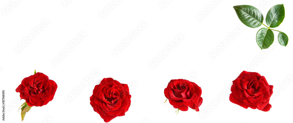 Naklejka premium Flowers composition. Red roses isolated on white background. Free space for text.