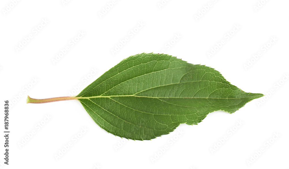 Obraz premium Green rose leaf isolated