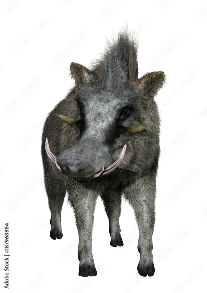 3D Rendering Common Warthog on White 3D Rendering Common Warthog on White
