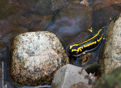 Feuersalamander (Salamandra salamandra terrestris) sitzt am Ufer der Ilse im Wasser, Frühjahr, laichen, Harz, Ostharz, Sachsen-Anhalt, Deutschland, Europa 
