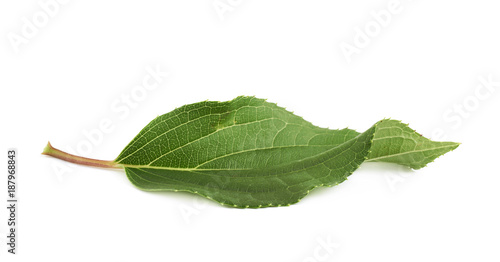 Green rose leaf isolated