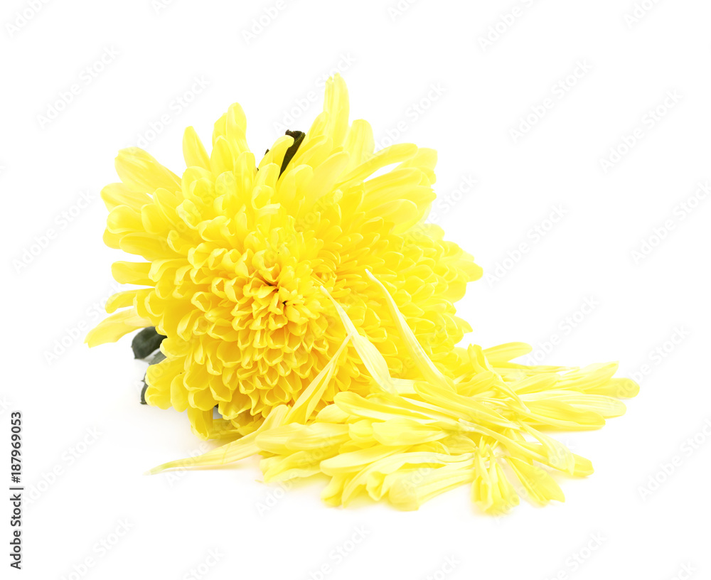 Yellow Chrysanthemums flower isolated Yellow Chrysanthemums flower isolated