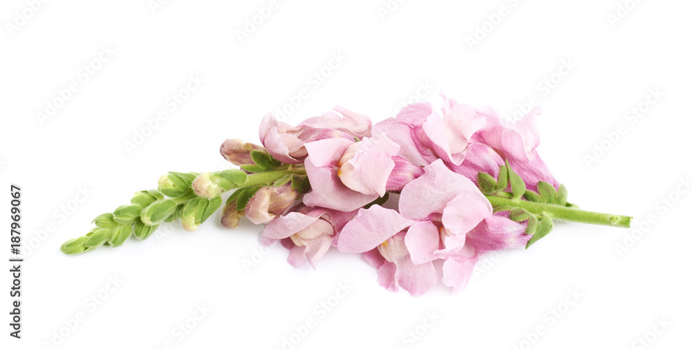 Pink flower bud isolated Pink flower bud isolated