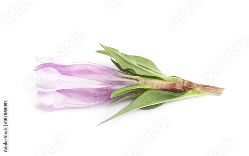 Pink flower bud isolated