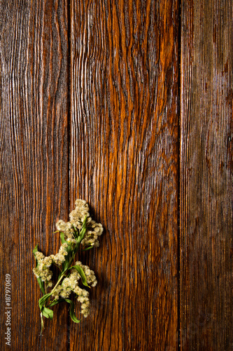 Timber texture. Dark wood background with branch