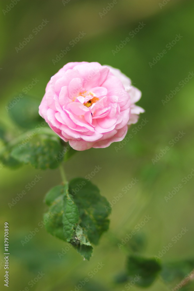 Valentine's Day, pink roses, March 8, greeting card with flowers on holiday, natural background, pink flowers in pop art style, minimalism Valentine's Day, pink roses, March 8, greeting card with flowers on holiday, natural background, pink flowers in pop art style, minimalism