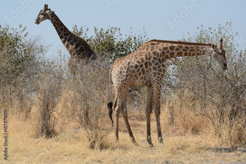 Giraffe are eating