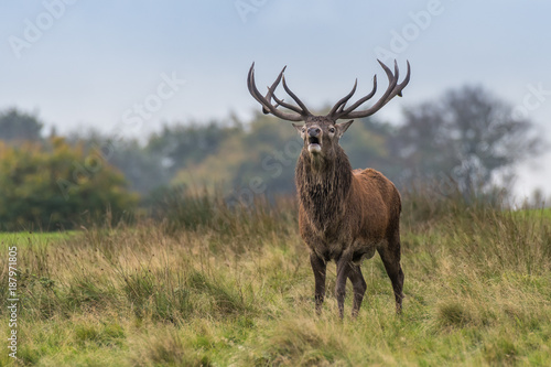 A red deer stag full portrait standing in grassland and snorting facing forward with mouth open