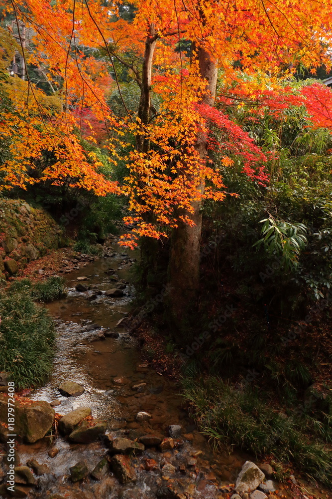 Colored leaves and mountain stream Colored leaves and mountain stream