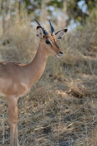 Antelope in Africa © Francesca