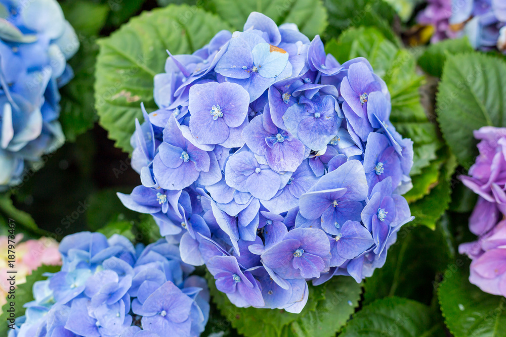 Hortensia flower, hydrangea flower, background. Hortensia flower, hydrangea flower, background.