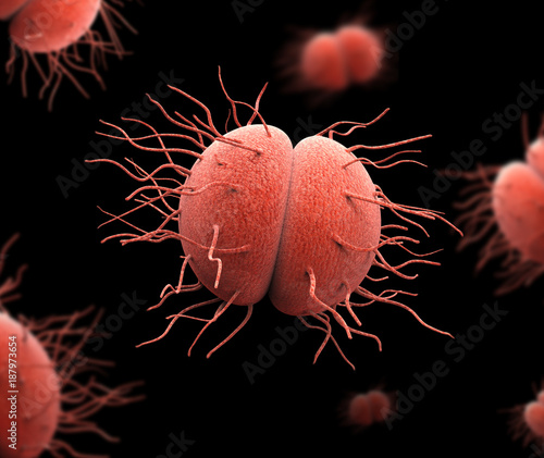 Fotografie Bacteria Neisseria gonorrhoeae or Neisseria meningitidis, gonococcus and meningo