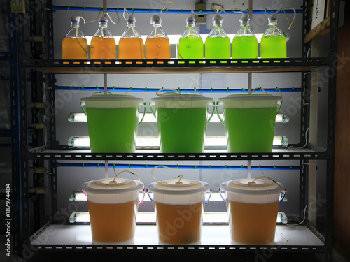 Marine plankton culture in laboratory photo