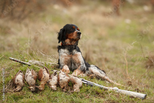 hunting dog epagnol Breton on the hunt for bird photo