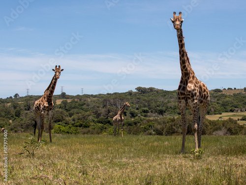 Photography Three giraffes standing in grass and facing towards camera
