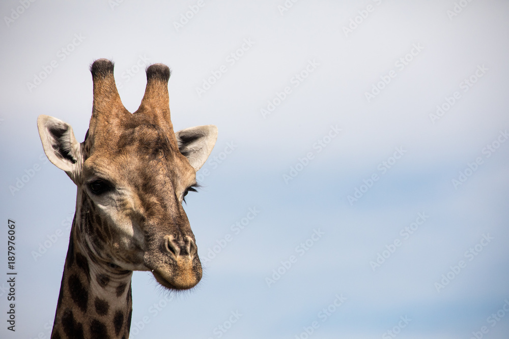 Detailed shot of Giraffe head Detailed shot of Giraffe head