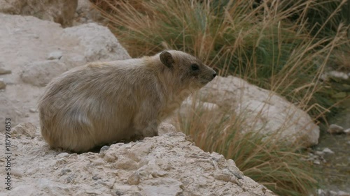 A Rock Hyrax sitting on a rocks in the Ein Gedi National Park.