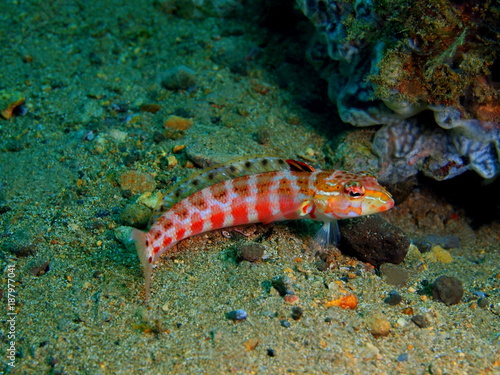 Coral fish
