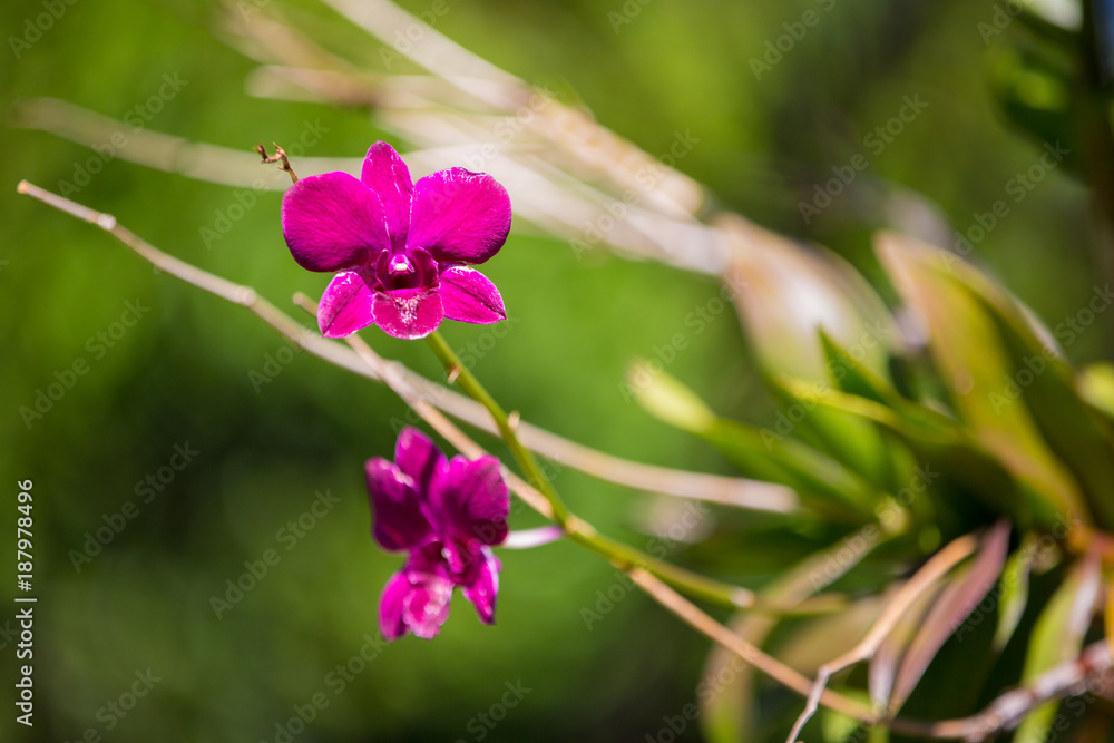 Fototapeta premium Purple orchid flower on tree with blurred background