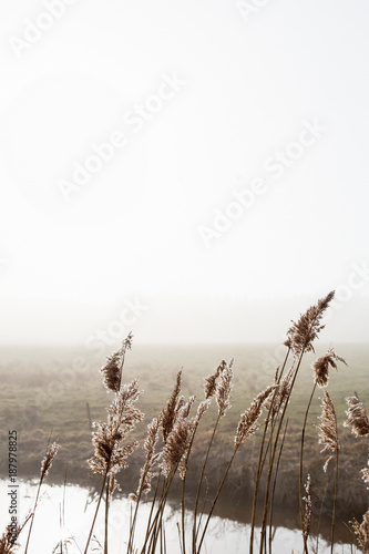 Foggy landscape with reeds straw