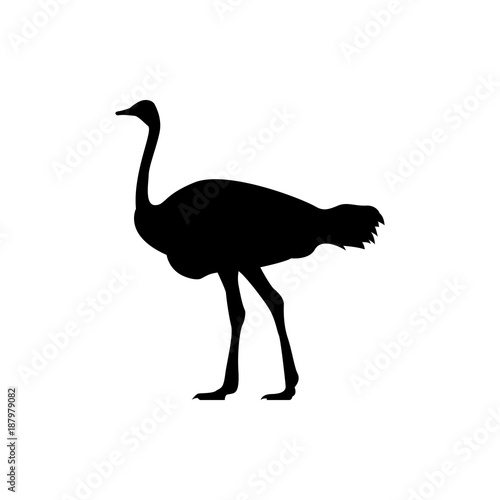 ostrich vector silhouette