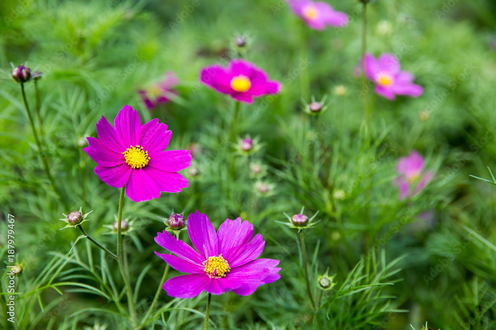 Pink Cosmos flowers with blurred green field