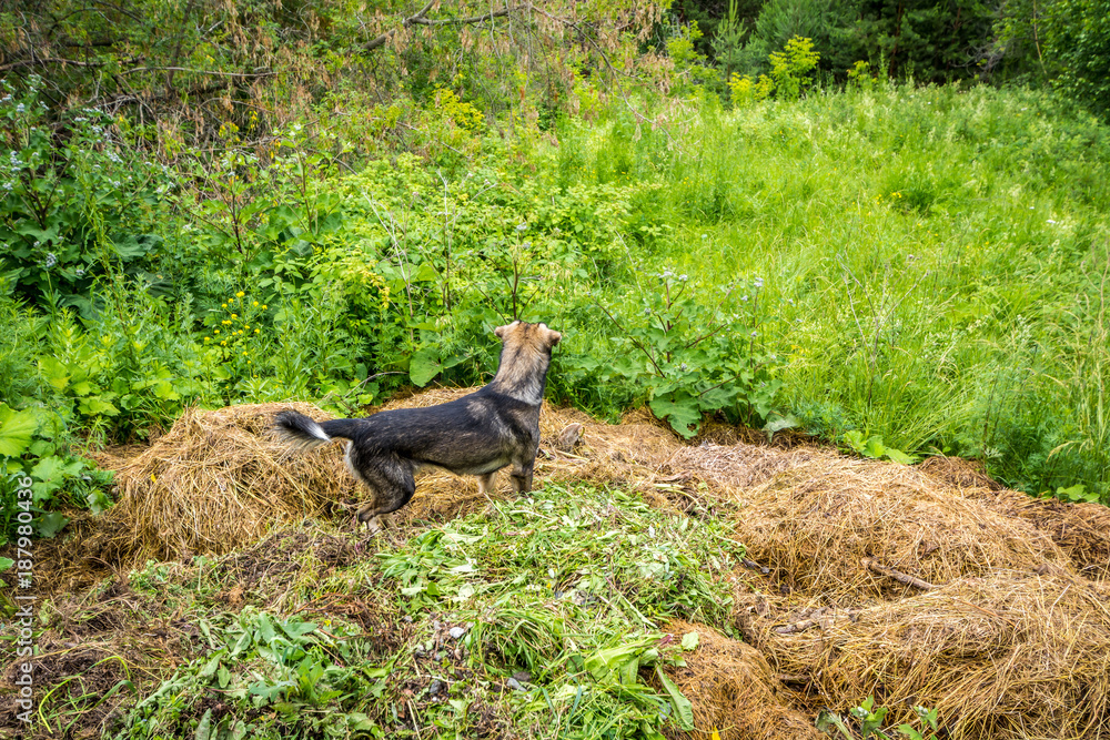 Beautiful dog stands on a pile of hay and looking into the distance Beautiful dog stands on a pile of hay and looking into the distance