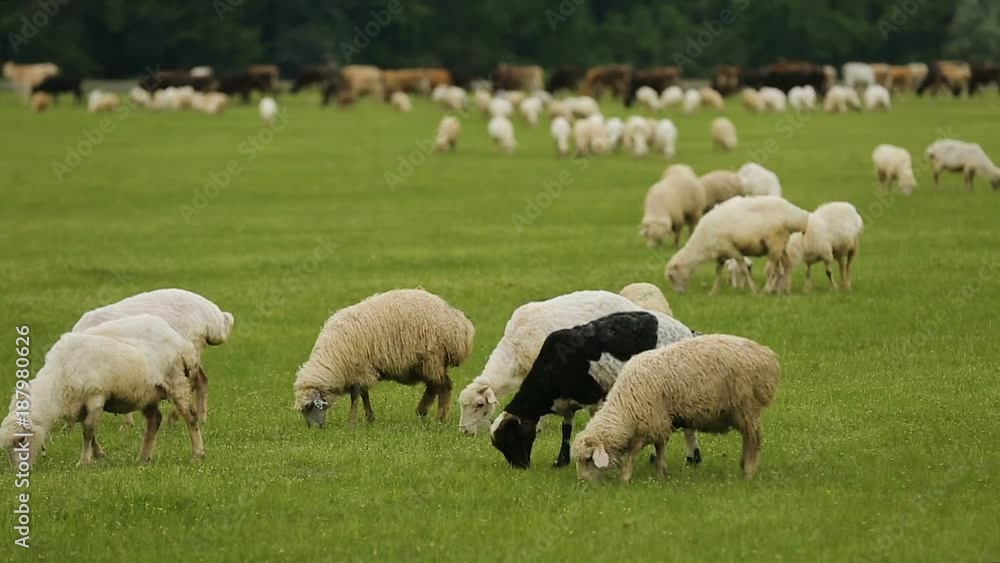 Fluffy lambs eating lush green grass, rural farming business, wool production Fluffy lambs eating lush green grass, rural farming business, wool production
