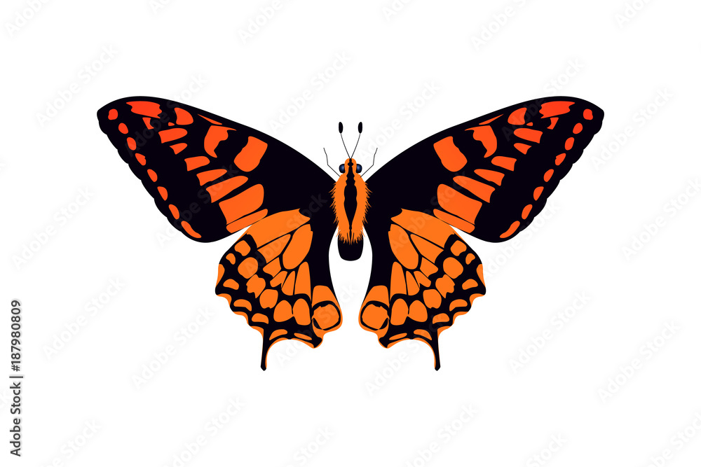 butterfly orange and black