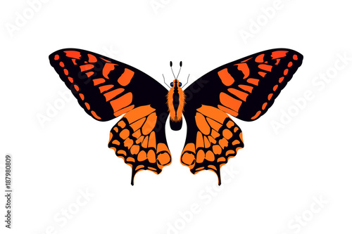 butterfly orange and black © mlanaa