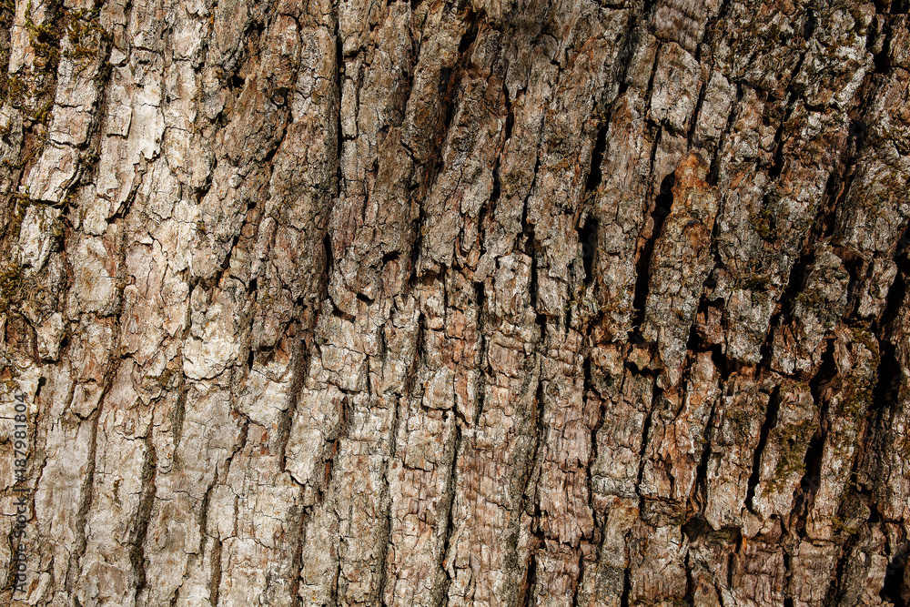 bark of southern silky oak