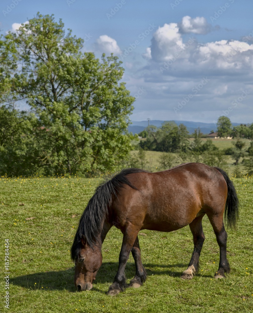 Cheval au pré à Marboz, Ain, France