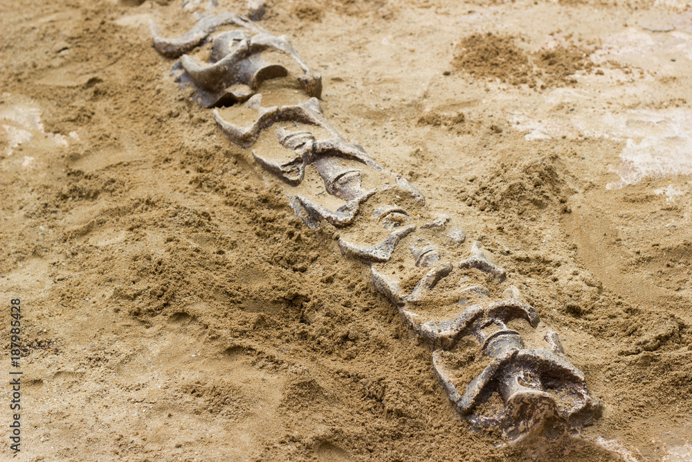 Fototapeta premium Wykopaliska symulatora skamieniałości dinozaurów w piasku do edukacji i nauki w publicznym parku