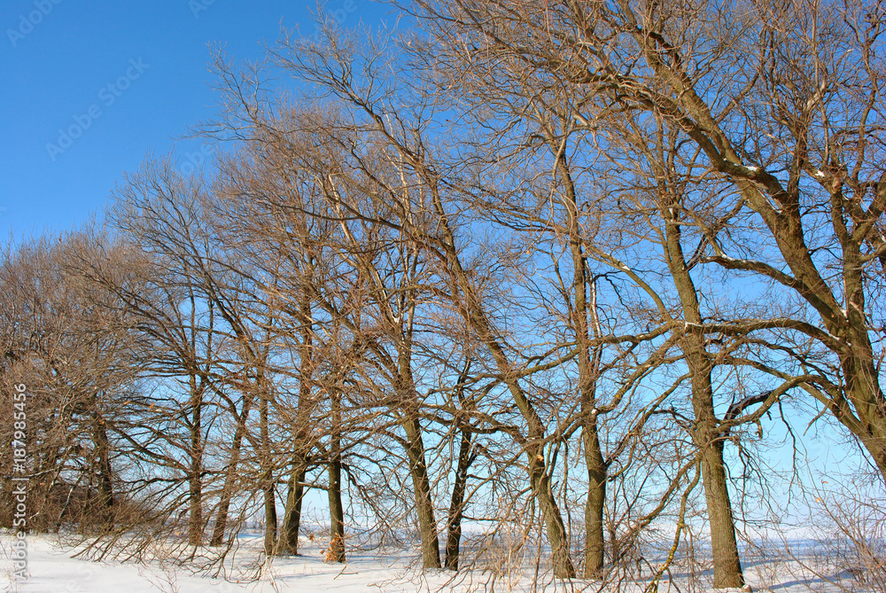 Line of oaks along field covered with snow on the background of blue sunny winter sky Line of oaks along field covered with snow on the background of blue sunny winter sky