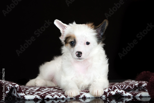 white punderpuff chinese crested puppy posing on black © otsphoto