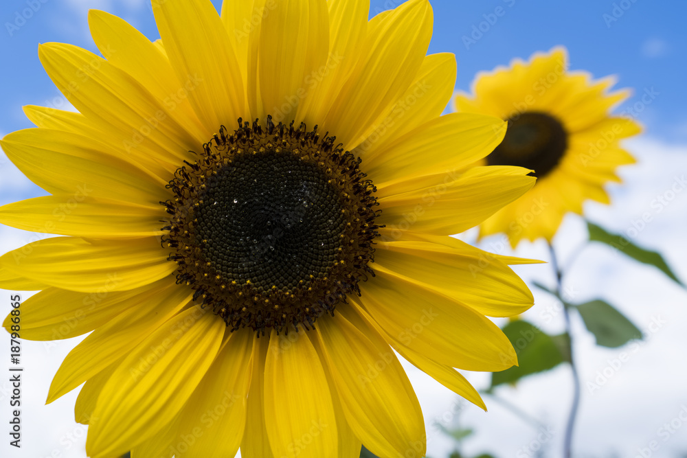 Naklejka premium sunflowers in a park