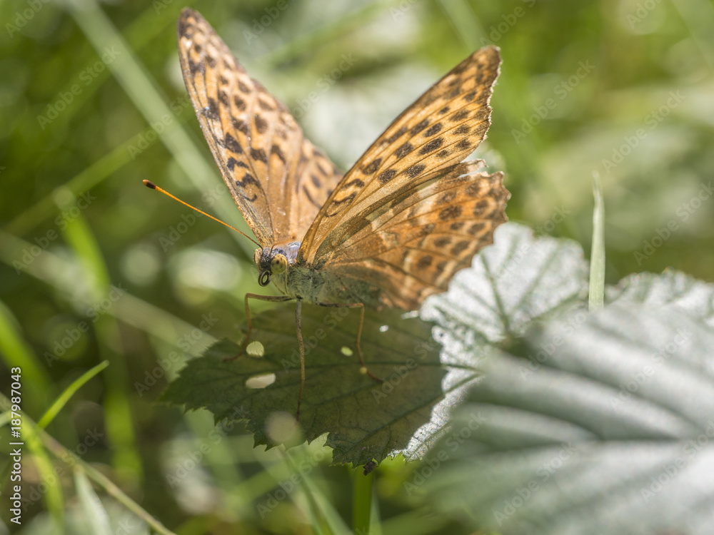 Schmetterling mit geöffneten Flügeln auf einem grünen Blatt. Schmetterling mit geöffneten Flügeln auf einem grünen Blatt.