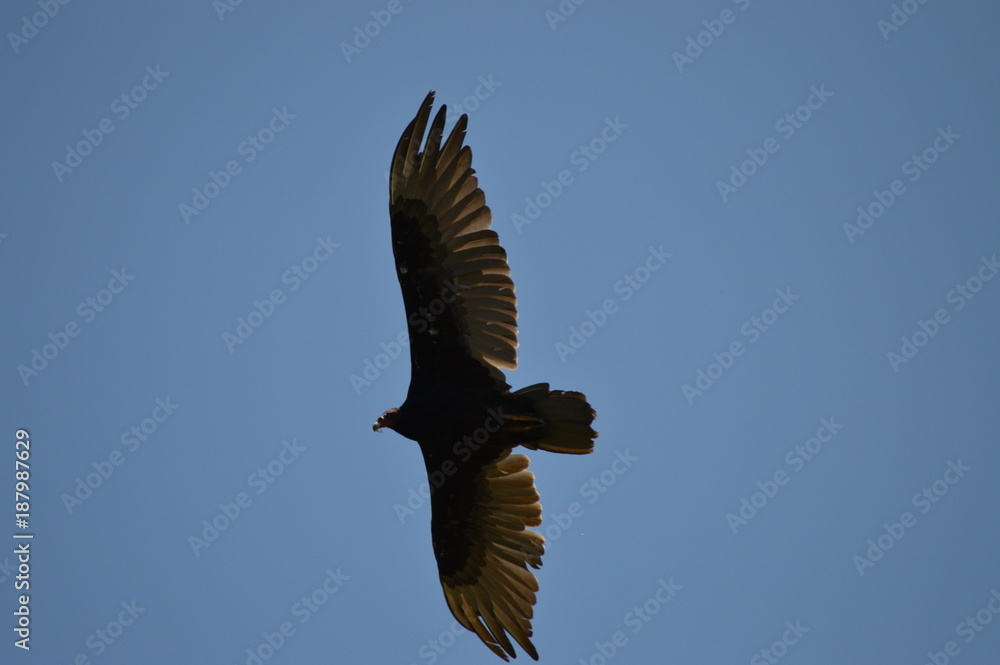 Obraz premium Vulture flying overhead