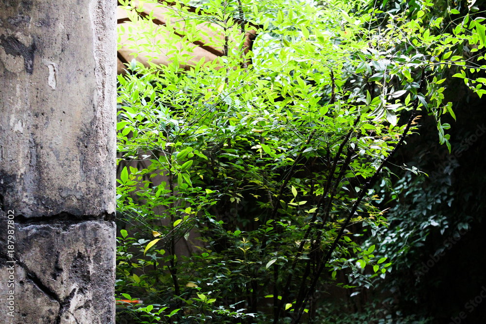 PLANTS AND CONCRETE WALL, BRAZIL - November 30, 2016: plants and wall from a garden. PLANTS AND CONCRETE WALL, BRAZIL - November 30, 2016: plants and wall from a garden.