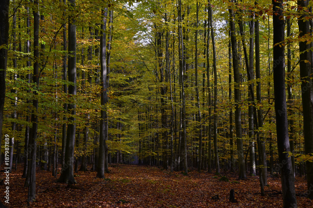 Buchenwald im Herbst