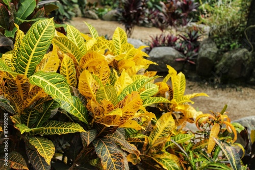 Colorful Croton plants in the garden photo