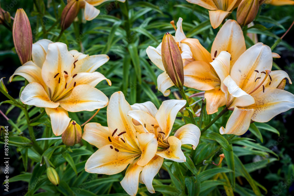 Fototapeta premium Colors of summer - a beautiful Sunny flowers