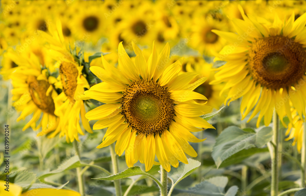 Field of sunflowers with the bright sunlight.