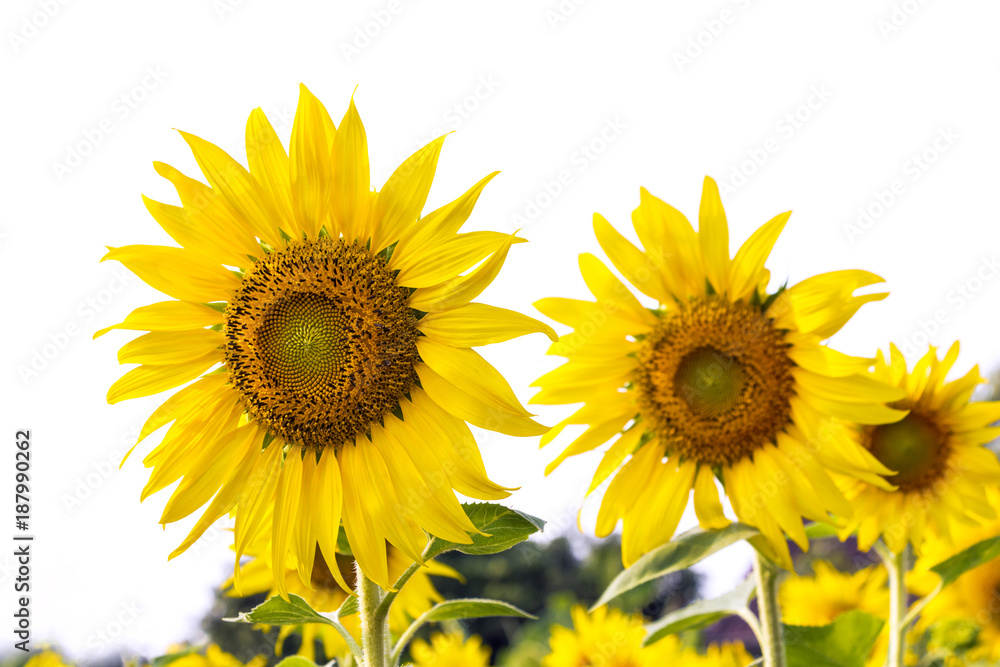 Field of sunflowers with the bright sunlight.